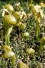 <em>Darlingtonia californica</em>